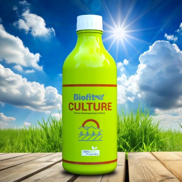  Culture