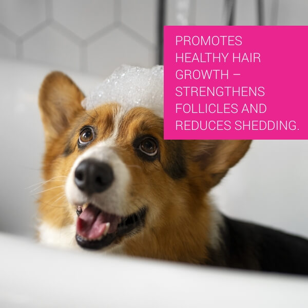  Petvet Shampoo