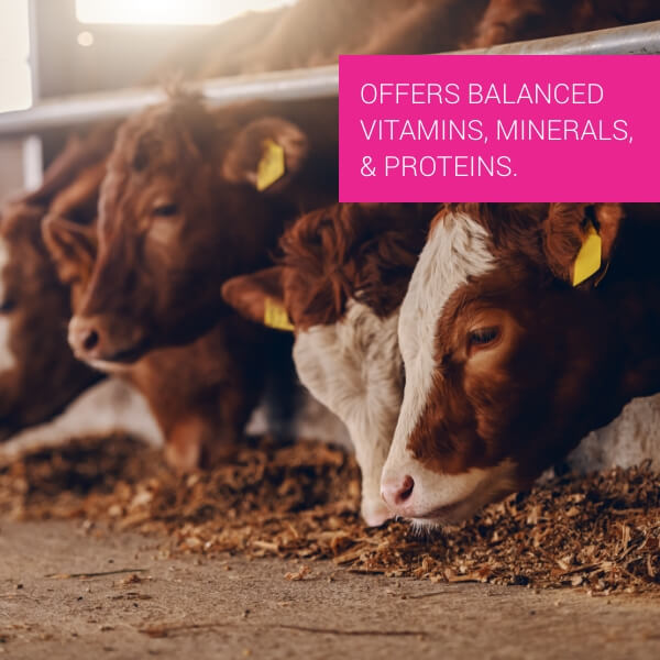  Petvet Advanced Feed Supplement 250 Gm