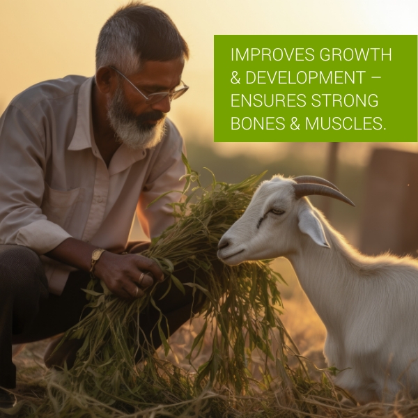  Pet Vet Advanced Feed Supplement 500Gm